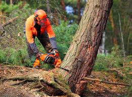 Best Commercial Tree Services  in Collierville, TN