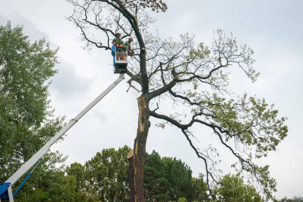 Best Leaf Removal  in Collierville, TN