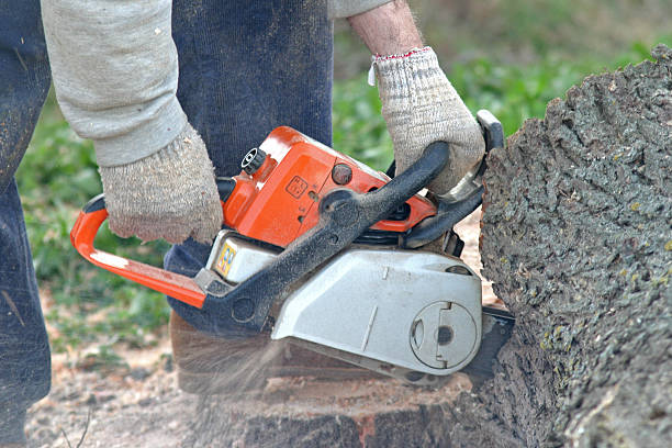 Best Seasonal Cleanup (Spring/Fall)  in Collierville, TN