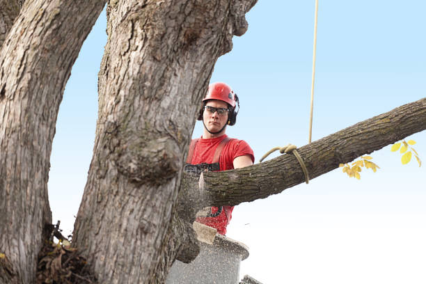 Best Hedge Trimming  in Collierville, TN